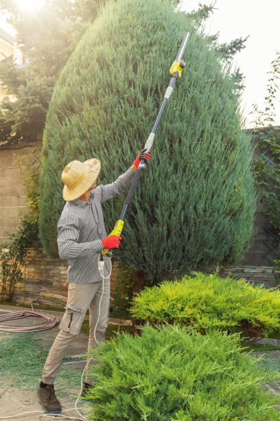 How Our Tree Care Process Works  in  Cresaptown, MD