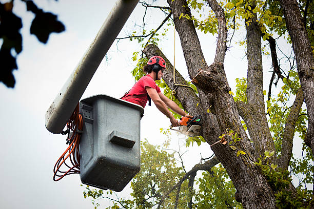 Best Leaf Removal  in Cresaptown, MD